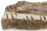 Fossil Mosasaur (Tethysaurus) Jaws - Asfla, Morocco #225272-1